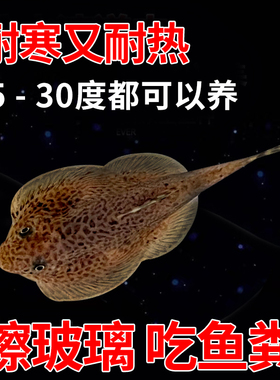 原生鱼吸鳅冷水清道夫贵州爬岩鳅除藻清理鱼缸残渣清洁鱼琵琶鱼