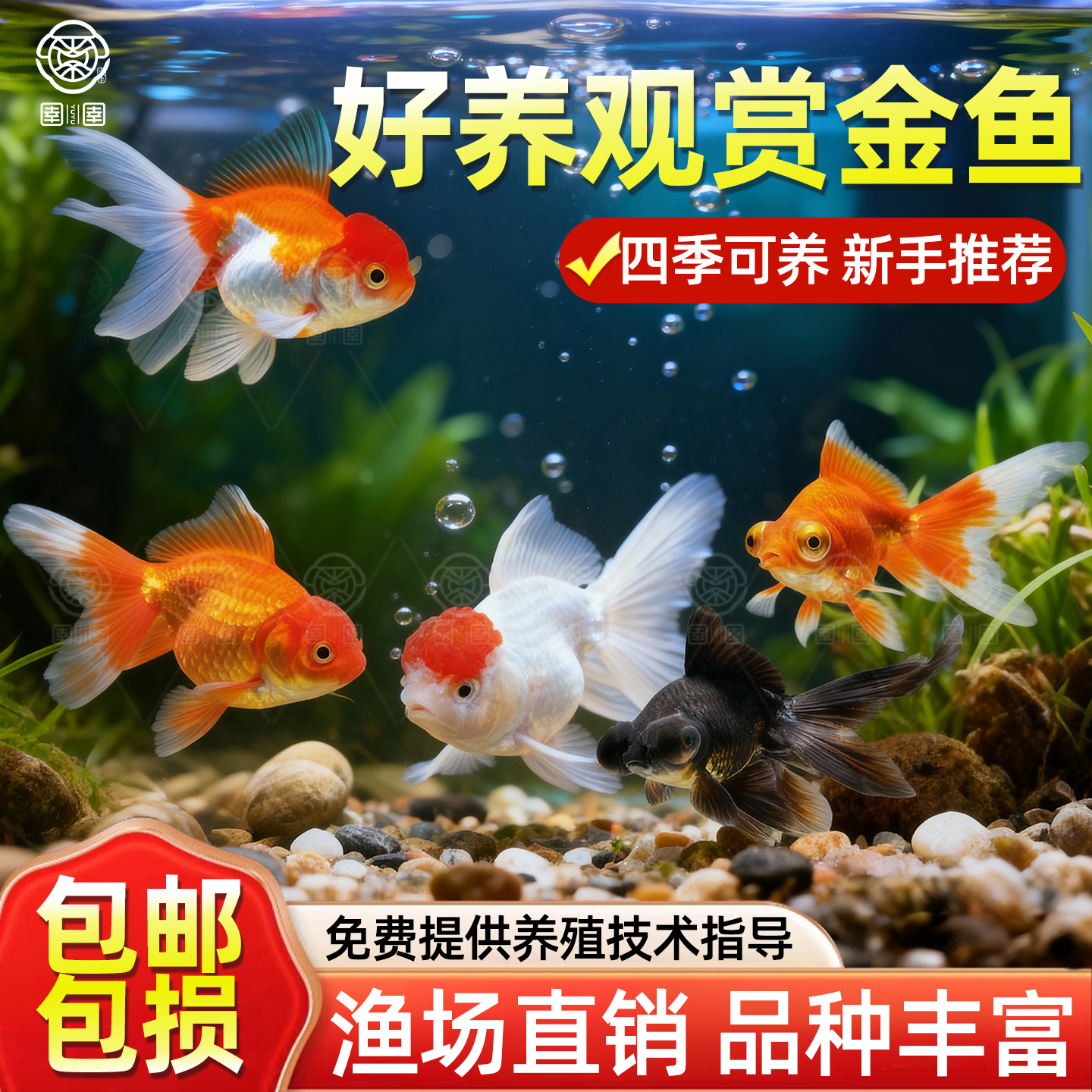 金鱼活鱼观赏鱼小型淡水好养冷水鱼苗新手小金鱼兰寿锦鲤好养耐活