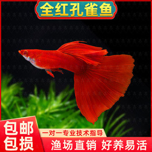 美国全红大尾巴孔雀鱼小型热带鱼大肚孕母淡水观赏鱼纯种孔雀鱼