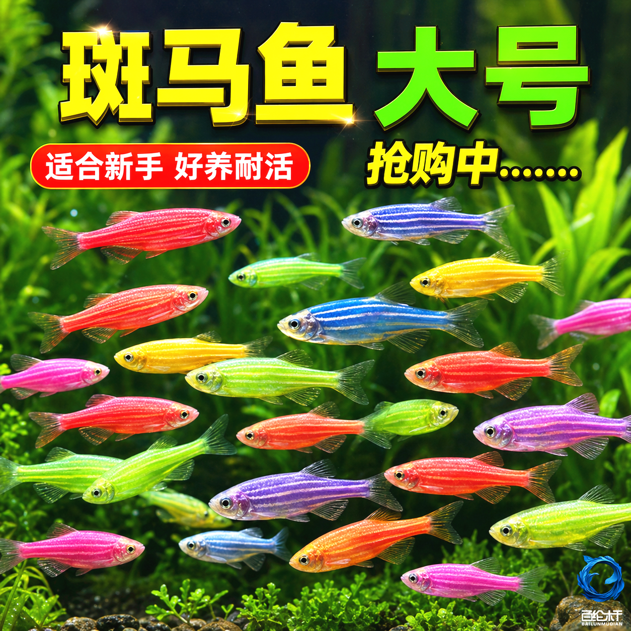 热带观赏鱼七彩斑马鱼红绿灯科鱼小型冷水淡水群游好养活的练手鱼