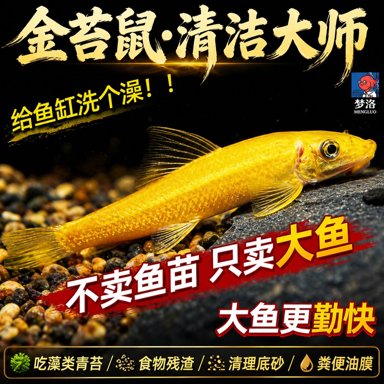 金苔鼠观赏鱼清道夫除藻工具鱼小型热带淡水鱼吃粪便鱼缸清洁鱼