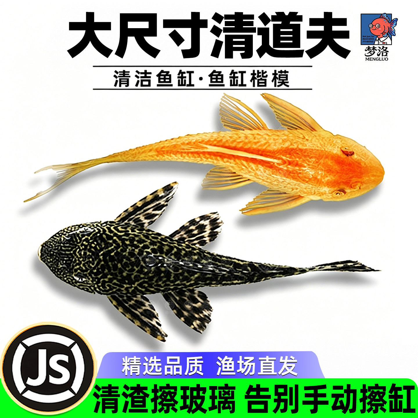 鱼缸清道夫清洁工除藻专吃屎垃圾粪便清理藻类残饵热带淡水观赏鱼