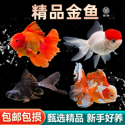 精品小金鱼活鱼鹤顶红狮子头观赏鱼好养耐活淡水鱼小型鱼冷水国粹