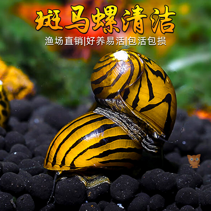 斑马除藻螺清道夫鱼缸清洁工冷水淡水鱼吃粪便观赏螺清洁黄金螺