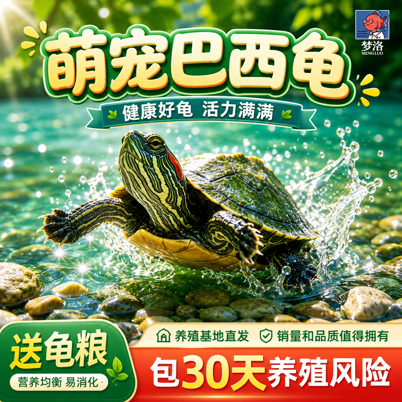 乌龟活物巴西龟小乌龟活体观赏宠物龟大乌龟水龟红耳龟活物情侣龟