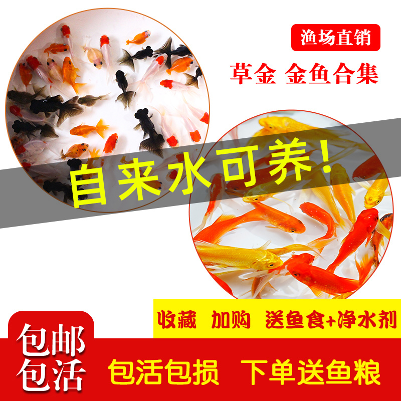 观赏鱼草金鱼苗养不死金鱼小鱼