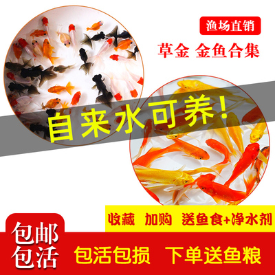 观赏鱼草金鱼苗养不死金鱼小鱼