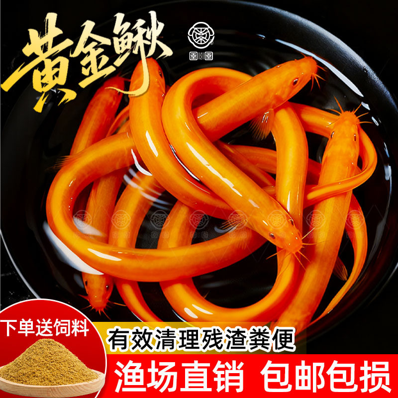 黄金泥鳅苗冷水鱼清道夫金色工具鱼清洁鱼淡水鱼好养耐活观赏鱼苗