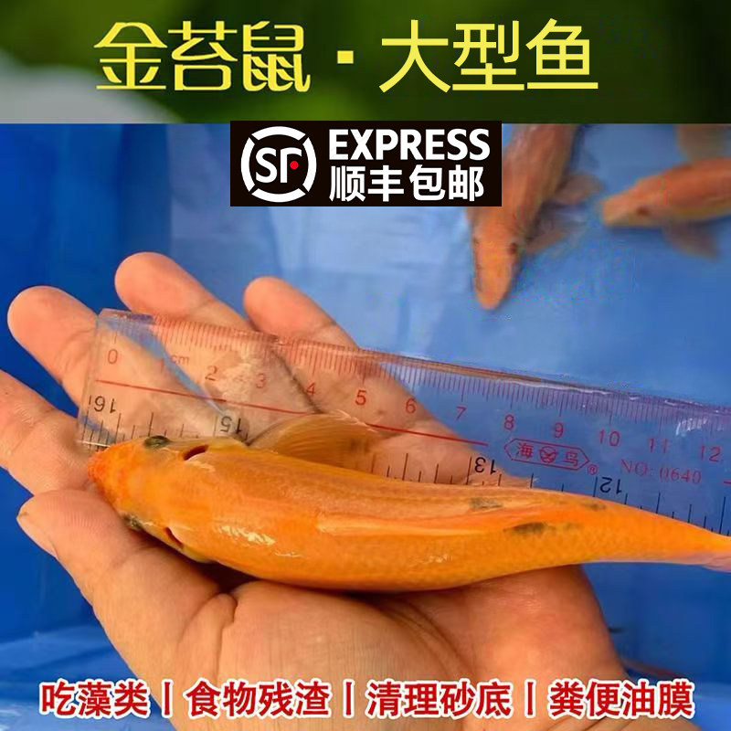 顺丰大尺寸金苔鼠清道夫鱼热带观赏鱼鼠鱼鱼缸清洁工具鱼除藻活鱼