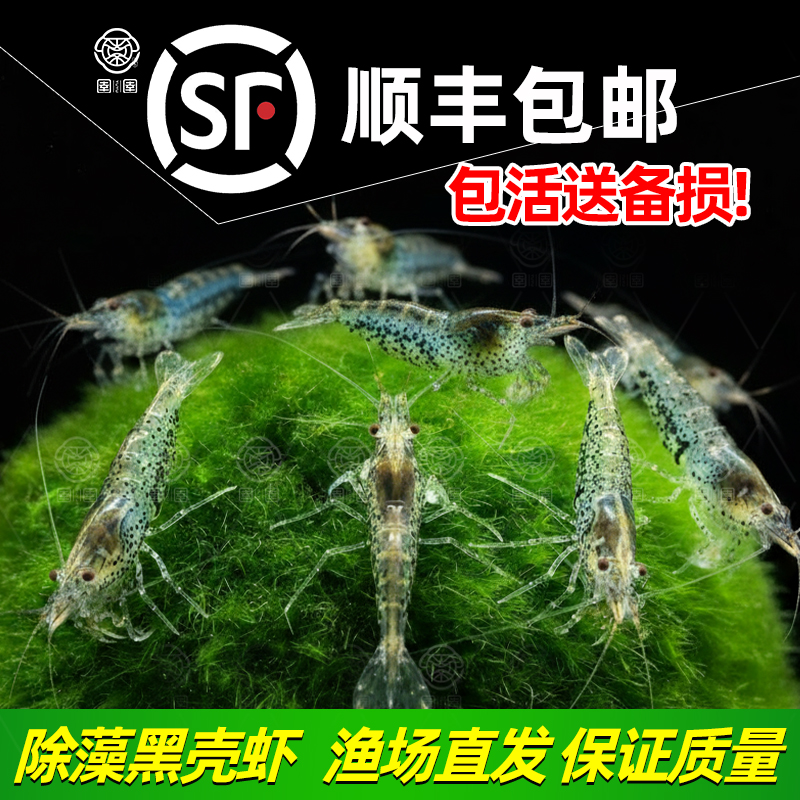 黑壳虾除藻虾鱼缸水草清洁工具迷你观赏米虾宠物活体饲料淡水