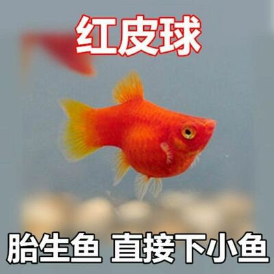 纯种红皮球红太阳球小型观赏鱼玛丽球鱼苗胎生鱼热带鱼新手好养鱼