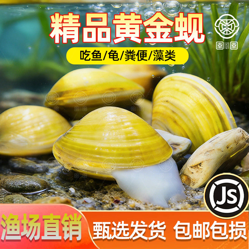 黄金蚬专吃鱼粪便净水河蚌冷水清道夫清洁工具观赏螺鱼苗观赏鱼