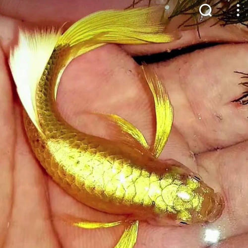 满鳞黄金孔雀鱼精品观赏鱼