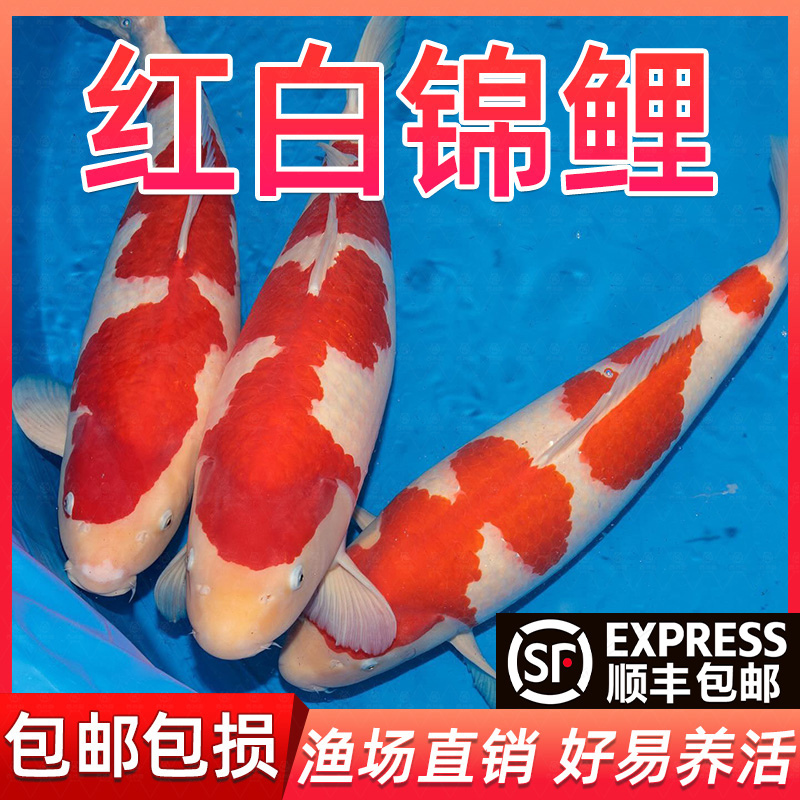 锦鲤纯种高档观赏鱼活体鱼冷水淡水鱼好养耐活大型精品红白三色鱼
