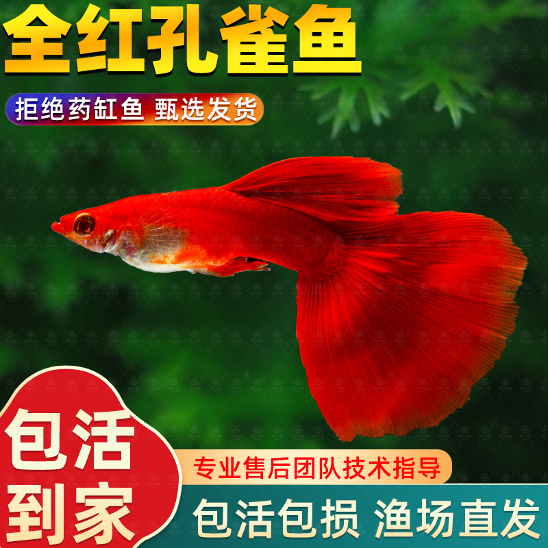 全红孔雀鱼种鱼可繁殖斑马鱼胎生鱼神仙鱼天使鱼观赏鱼热带鱼斗鱼
