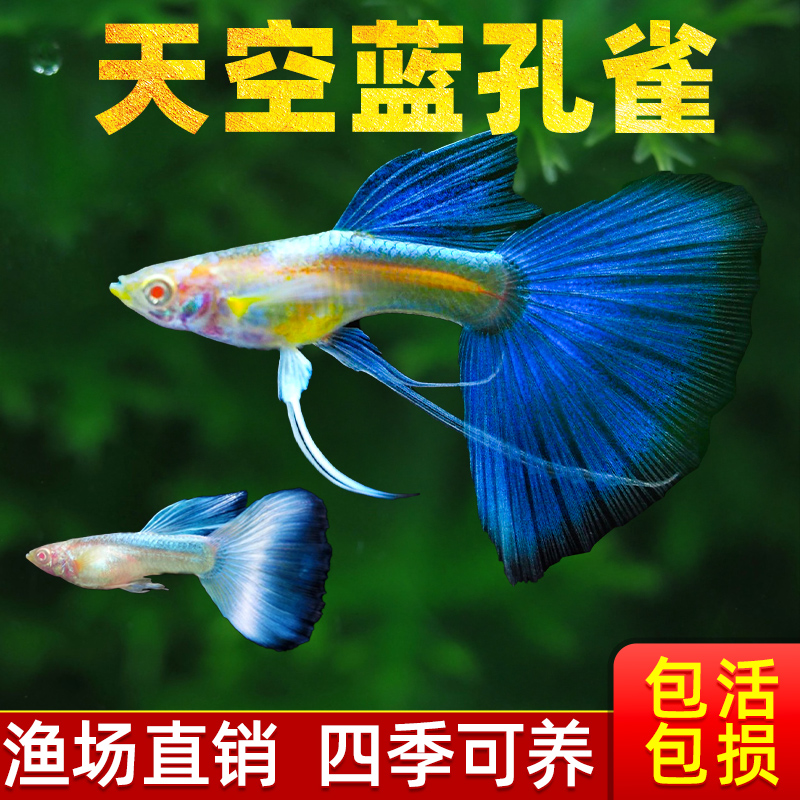 孔雀鱼纯种天空蓝缎带蝶翼大C种鱼蓝白燕尾热带观赏鱼活体淡水鱼