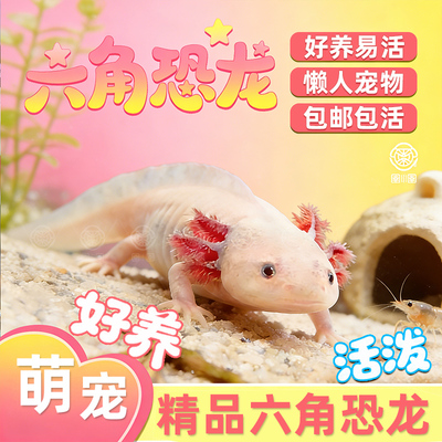 六角恐龙鱼蝾螈宠物活鱼冷水鱼美西螈淡水好养耐活金鱼锦鲤观赏鱼