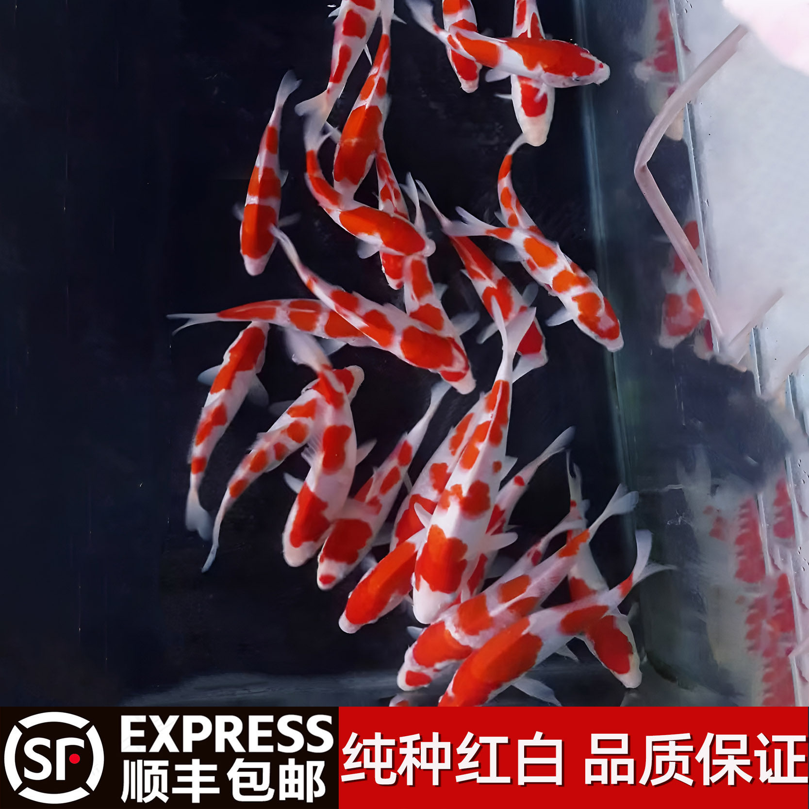 锦鲤观赏鱼大型好养耐活高档纯种红白三色淡水冷水小型鱼苗活鱼