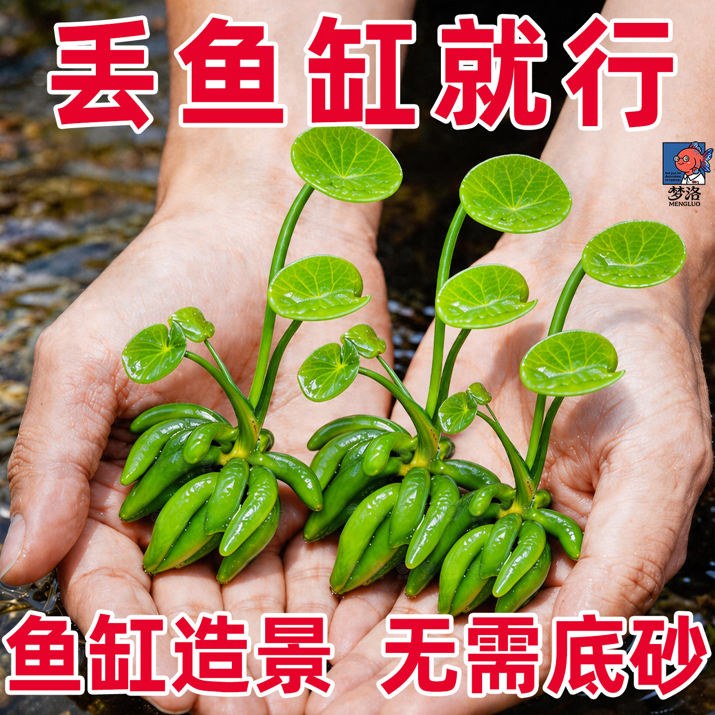 香蕉草水草鱼缸专用植物净化水质造景增氧免打理新手懒人养鱼绿植