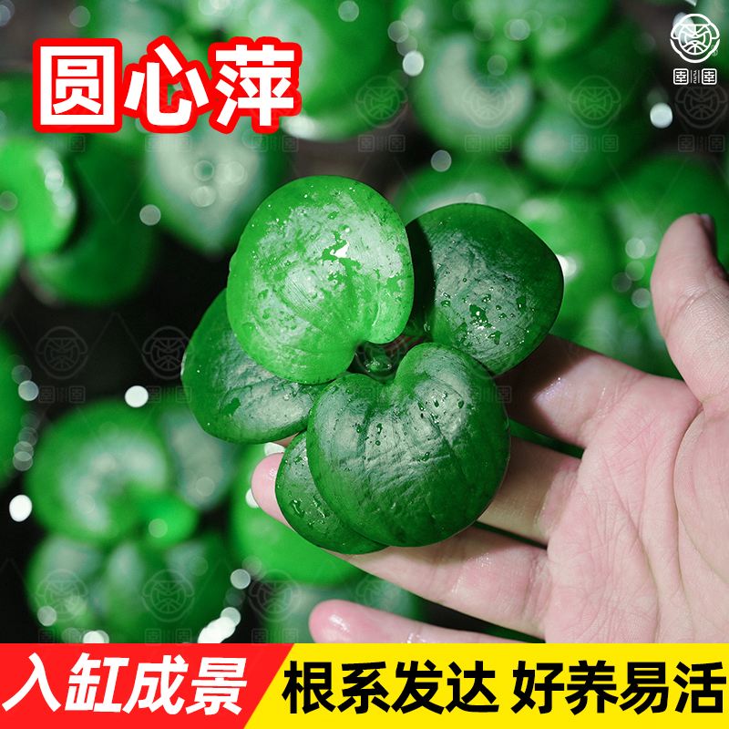 浮萍水草圆心萍浮萍水培鱼缸龟缸懒人造景水芙蓉增氧躲避净化水质