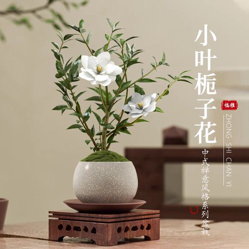 极速小叶栀子花盆栽盆景造型绿植物带花发货四季S开花卉植物办公