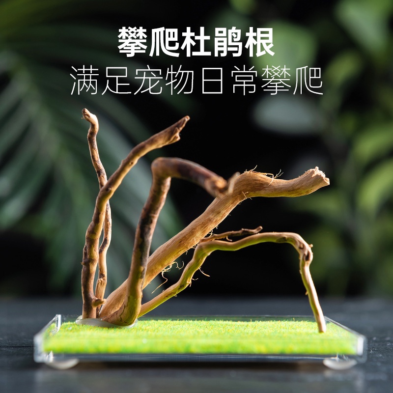 极速昆虫压克力饲养盒蜘蛛螳螂螽斯蛐蛐迷你爬P虫小号生态盒跳蜘