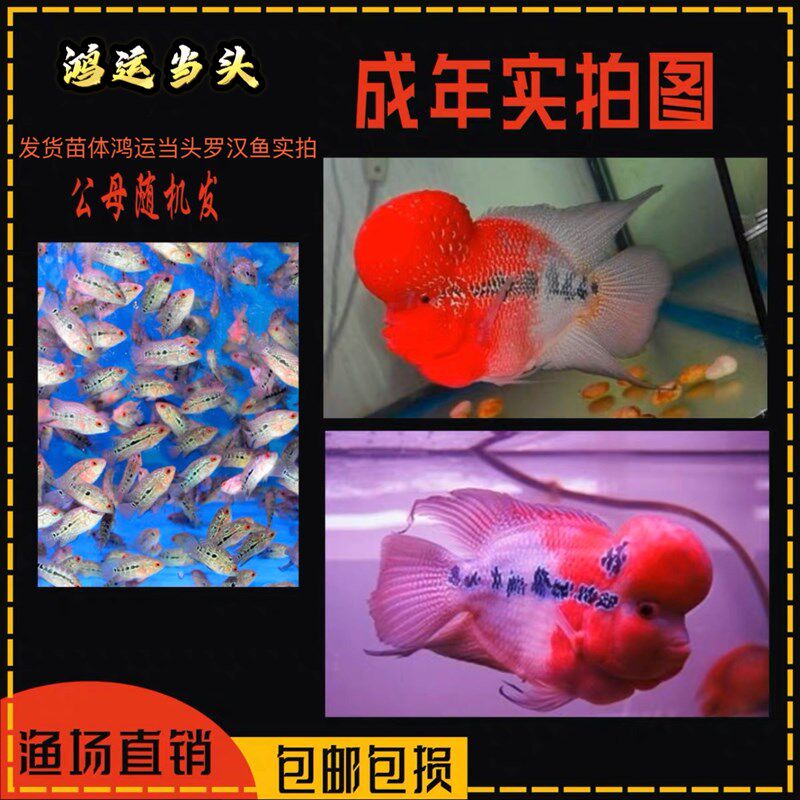 极速新品古典罗汉金花火凤鸿运当头满银罗汉鱼苗高T起头率渔场新