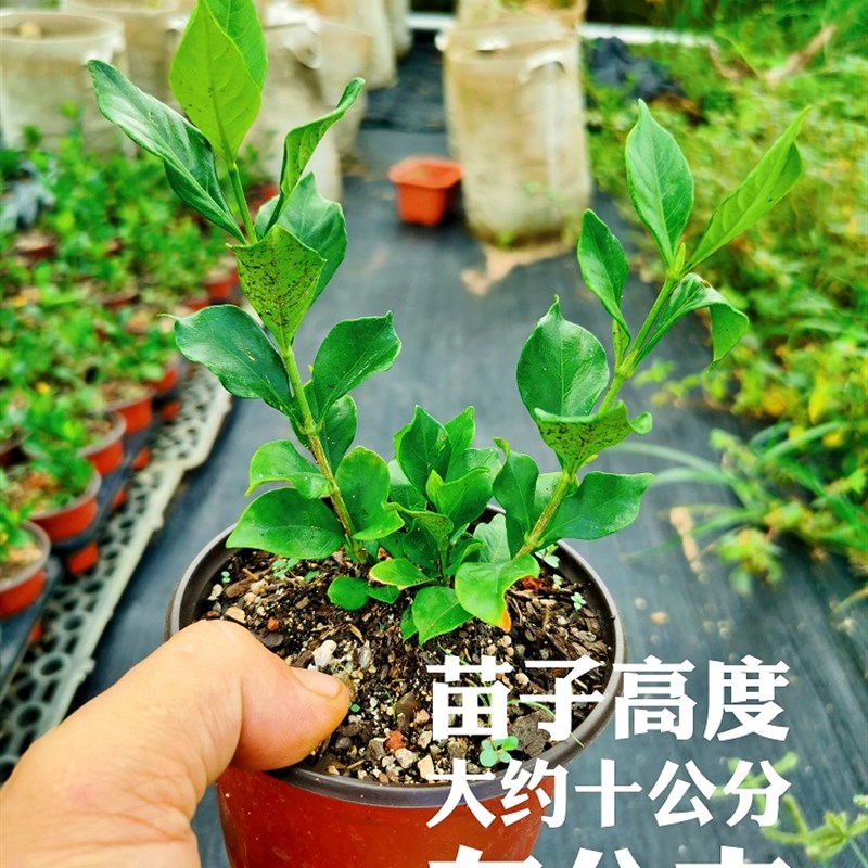 极速玉环栀f子花 (痴罗汉出品)盆景盆栽素材新品栀子花图片