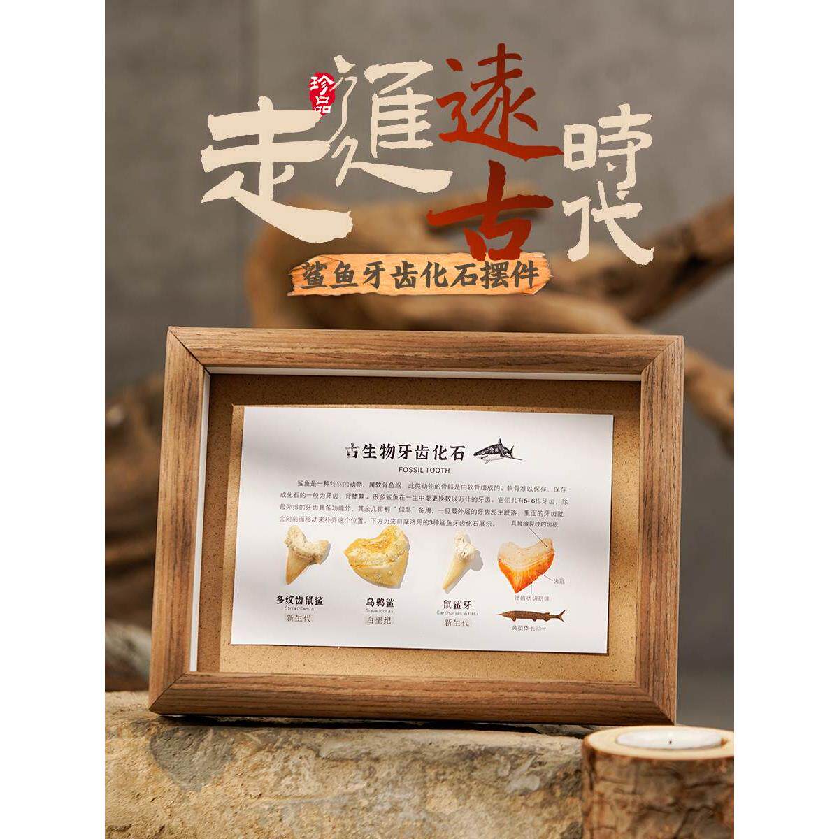 天然古生物化石标本动物创意相框海洋鲨鱼牙齿鼠鲨牙礼品家居摆件