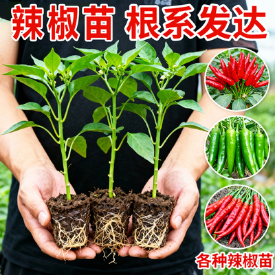 农家辣椒苗秧苗现挖现发