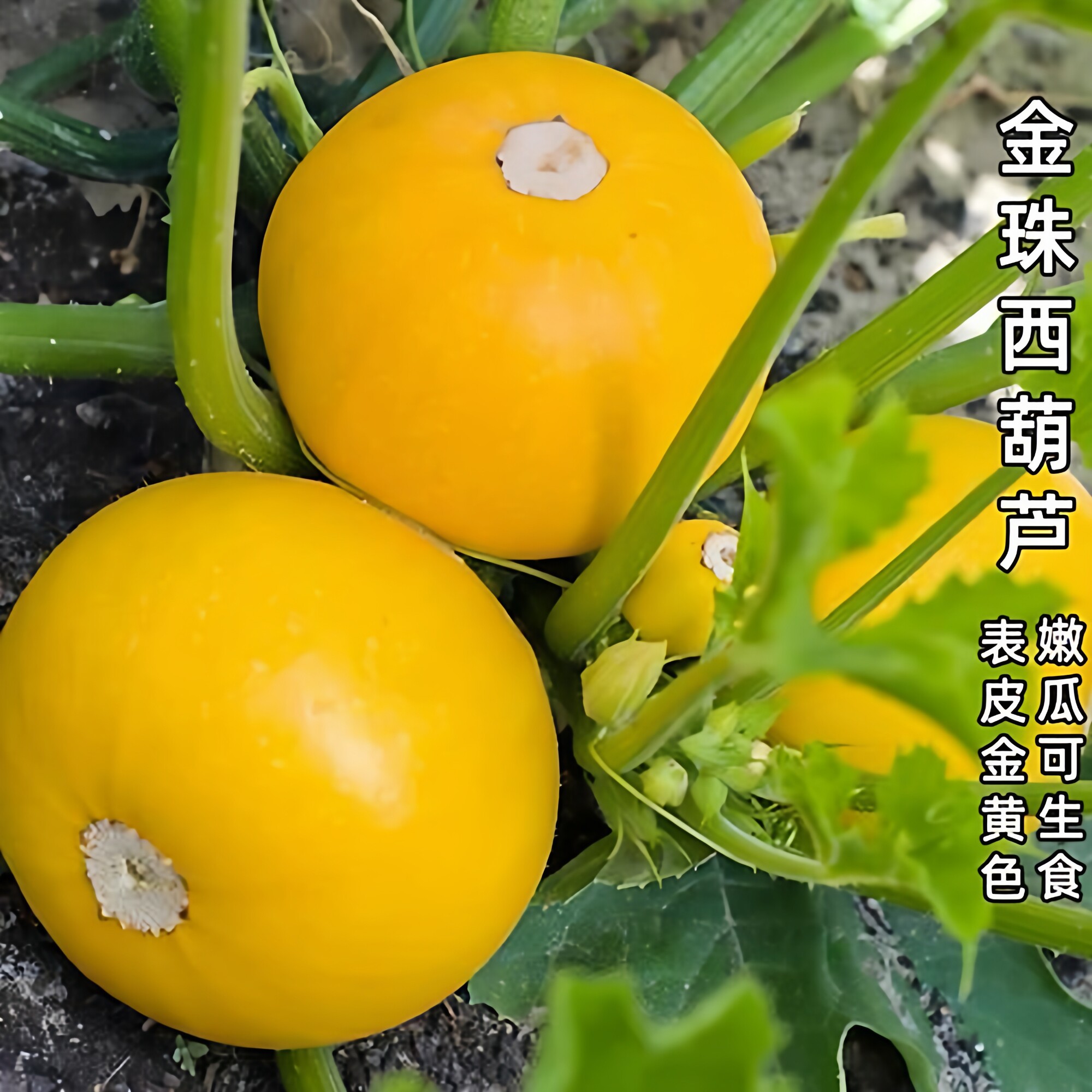 金珠西葫芦种籽瓜苗农家菜种子早熟圆形黄皮品种四季南方蔬菜种苗