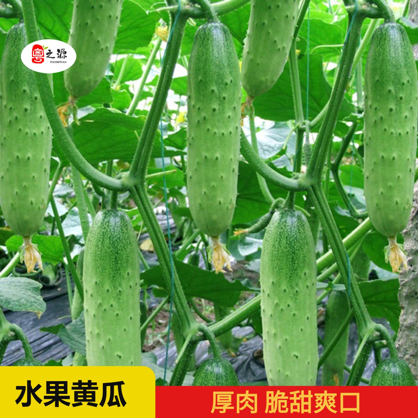 高产庭院甜脆四季水果黄瓜种子