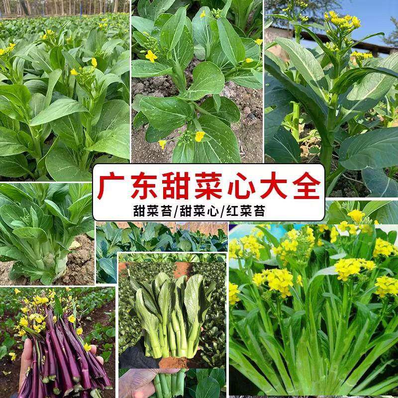 白菜苔四九菜心种子红菜苔四季蔬菜种籽增城迟多仔青菜大全