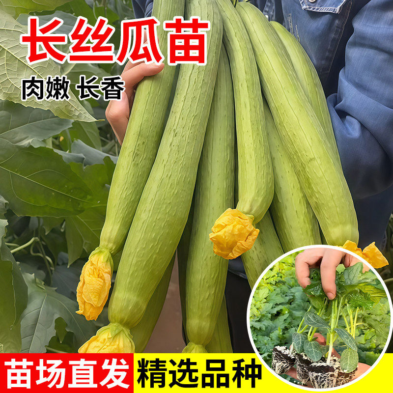 高产丝瓜苗秧苗长丝瓜苗子春夏四季庭院易种植菜种苗播蔬菜苗种苗