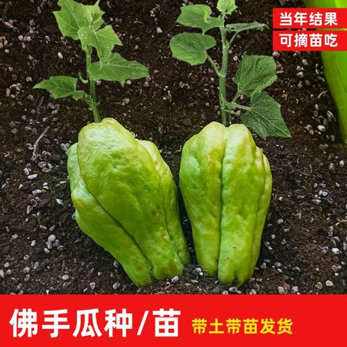 佛手瓜种苗龙须菜秧苗种子种瓜