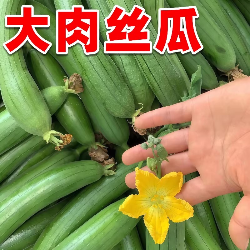大肉丝瓜种子高产早熟瓜种春夏季香丝瓜当季阳台盆栽蔬菜种子易活