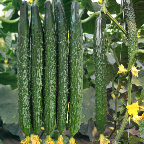 四号黄瓜种子四季阳台庭院蔬菜种