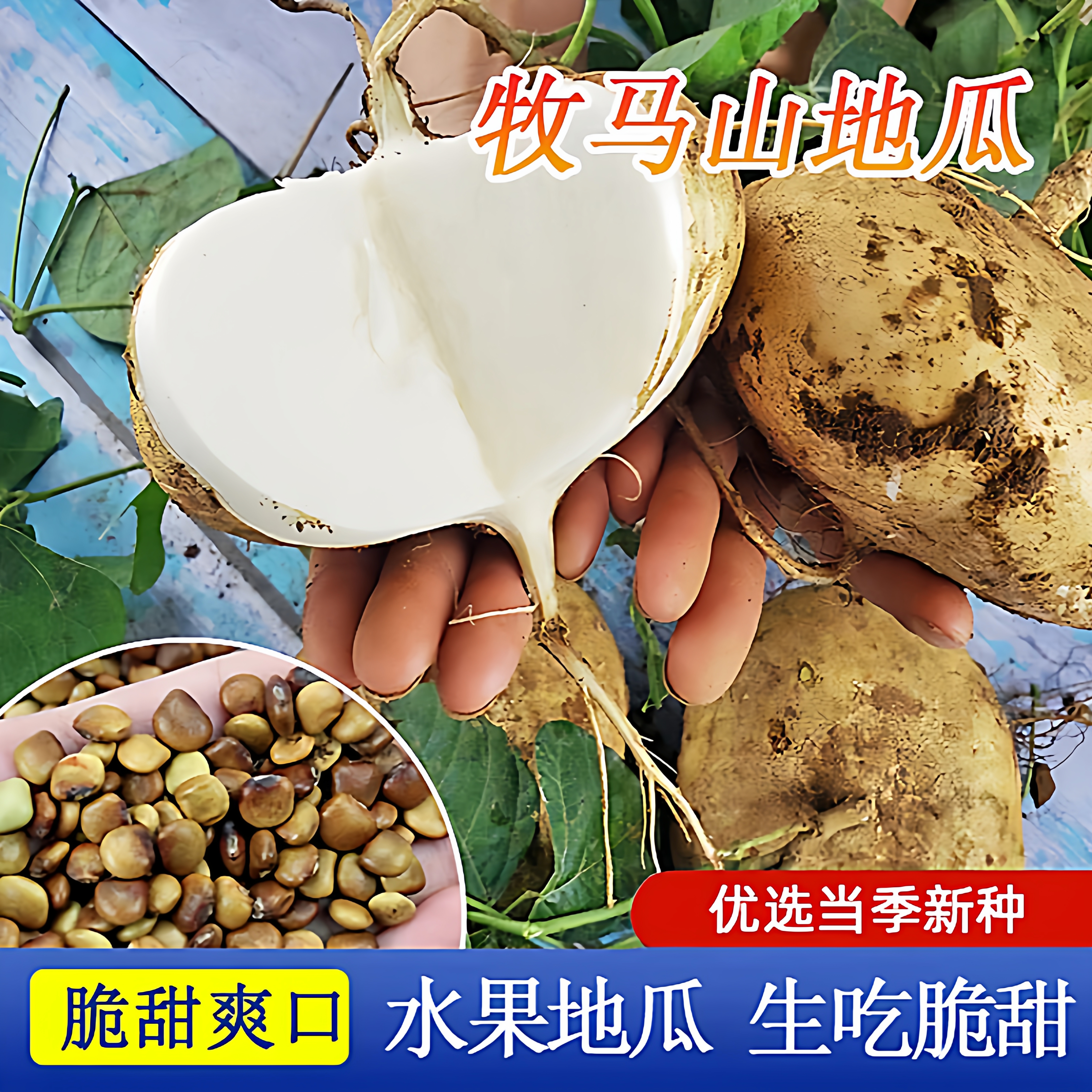 牧马山地瓜种子水果凉薯特大香甜早熟白番薯沙葛土瓜种籽四季四川