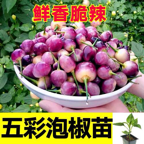 五彩椒苗基地直发带土壮苗