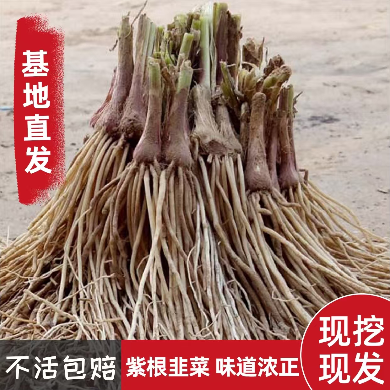 正宗紫根韭菜苗蔬菜四季可种植