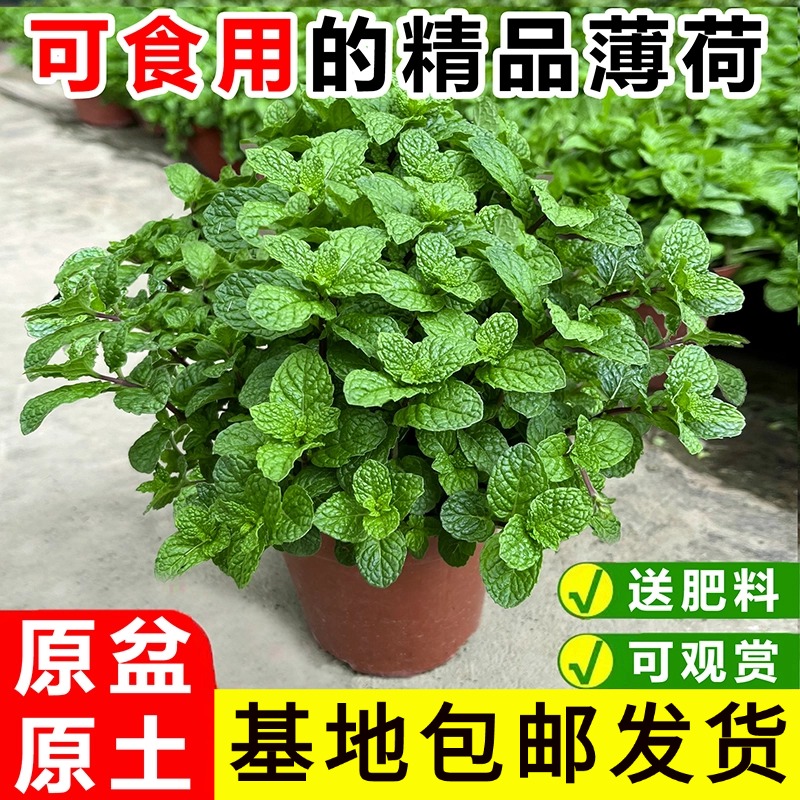 薄荷盆栽可食用迷迭香四季种植