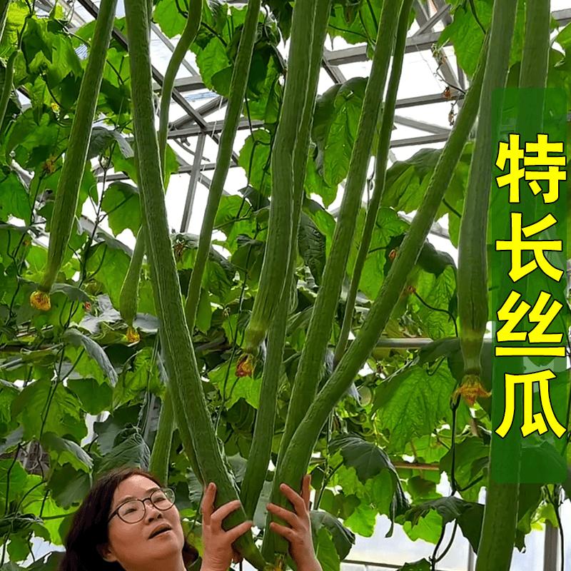 特长丝瓜种子四季丝瓜肉丝瓜籽早熟种籽阳台小院蔬菜庭院盆栽种植
