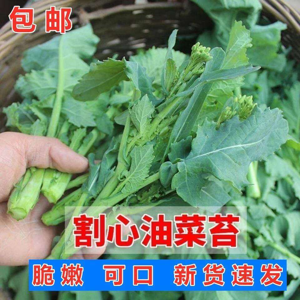 油菜苔种子四季蔬菜改良抽苔油菜心种籽菜薹油青菜心抽心油菜种籽