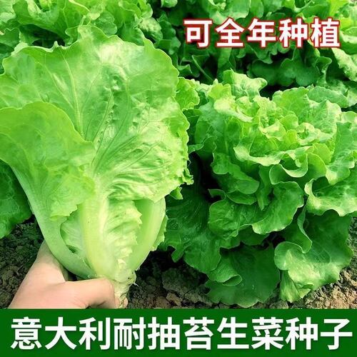 意大利生菜种子籽抗热耐抽苔全年生菜四季种植家庭阳台菜园易种植