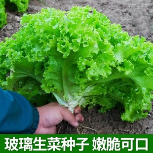 生菜种子意大利全年生菜王种籽高产四季可种蔬菜阳台菜种子奶油苗