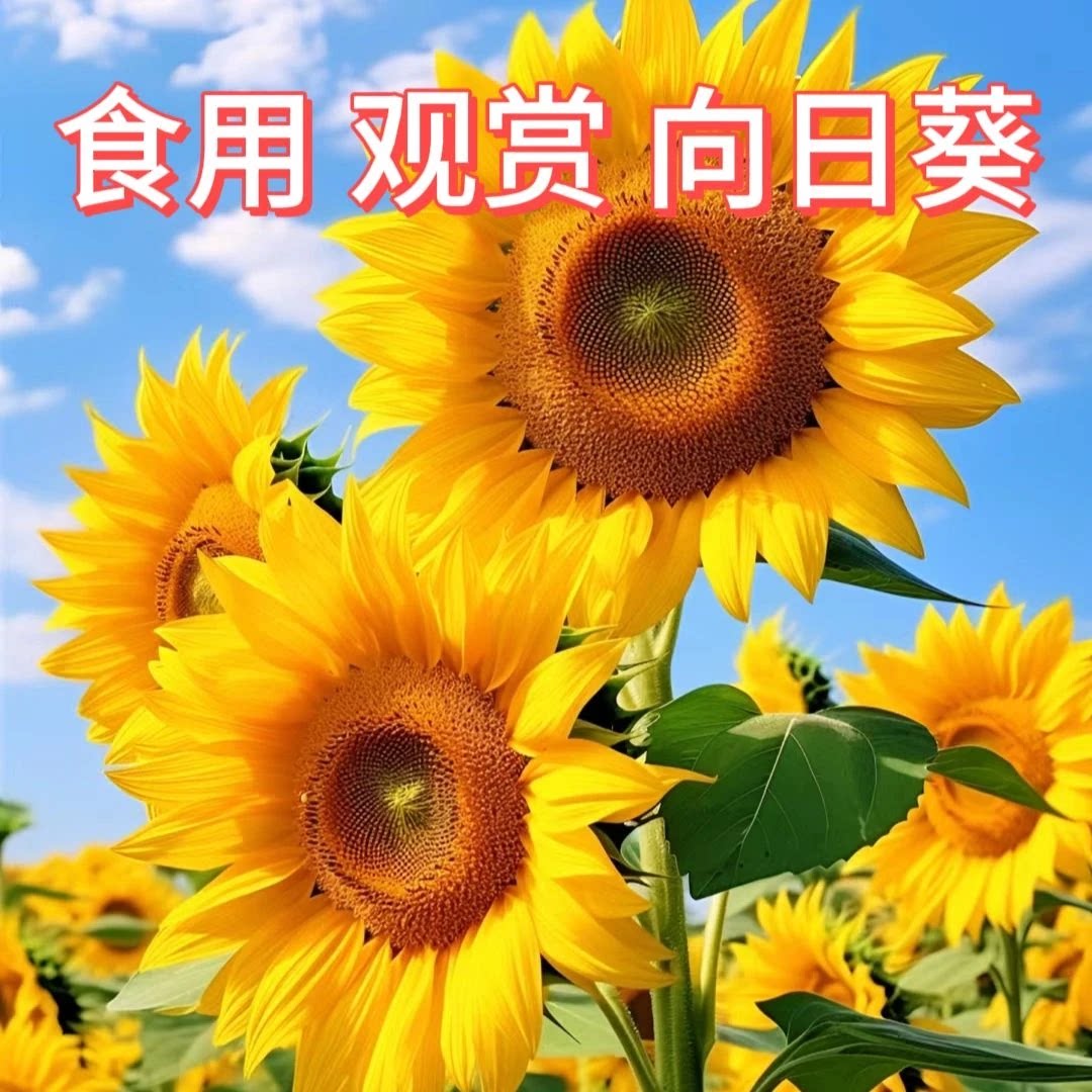 【向日葵种子】观赏食用玩具熊梦幻七彩葵花种籽高考毕业季鲜花