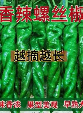 螺丝椒种子金螺丝青椒猪大肠辣椒种籽四季庭院大田阳台盆栽蔬菜种