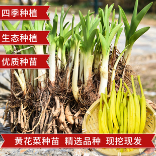 农家大苗黄花菜根苗金针菜苗金针花食用黄花菜种苗现挖现发多年生