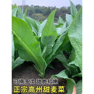 正宗高州唛菜种籽甜麦菜种子苦麦菜种四季青菜籽种苦麻菜蔬菜种孑