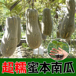 蜜本南瓜蔬菜苗春夏四季农家高山新鲜老品种甜黄南瓜蜜本高产粉糯